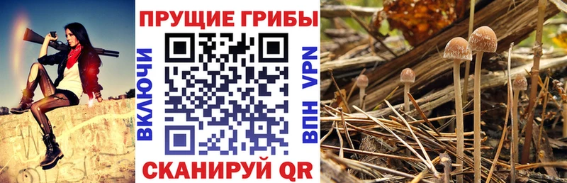 Псилоцибиновые грибы ЛСД  мега вход  Устюжна 
